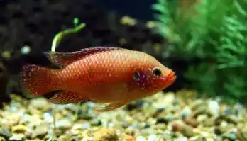 Költöztetési kisokos 3. rész: Kedvenceink, a díszhalak – hogyan költöztessünk akváriumot?